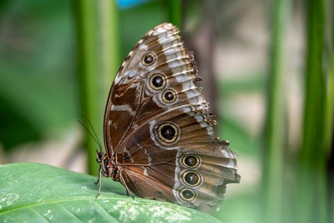 Morpho helenor, blue morpho butterfly sitting on a leaf, Alajuela province, Costa Rica, Central