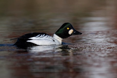Common goldeneye (Bucephala clangula), Sweden, Europe