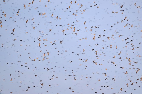 Approximately 1 million bramblings (Fringilla montifringilla), in flight over their roost at dusk,