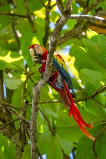 Scarlet Macaw (Ara macao) eating fruit in catappa tree (Terminalia catappa), Puntarenas province,