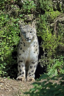 Snow leopard (Panthera uncia), captive