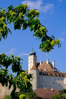 Schönbühel Castle, on the Danube, Schönbühel-Aggsbach, Wachau, Lower Austria, Austria, Europe
