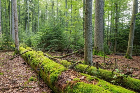 Mixed mountain forest with copper beech (Fagus sylvatica) and spruce (Picea abies), lying deadwood