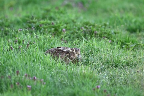 European hare (Lepus europaeus), in the Sasse, Lake Neusiedl National Park, Seewinkel, Burgenland,