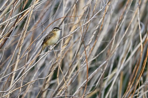 Reed warbler (Acrocephalus schoenobaenus), male standing in the reeds, Lake Neusiedl National Park,