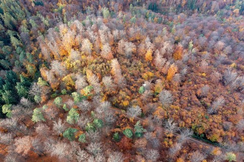 Drone shot, forest in autumn, Wachau, Lower Austria, Austria, Europe