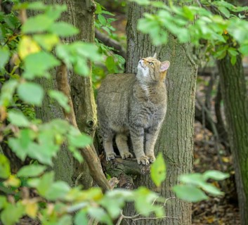 European wildcat or forest cat (Felis silvestris) in the wildcat enclosure at the Thayatal National