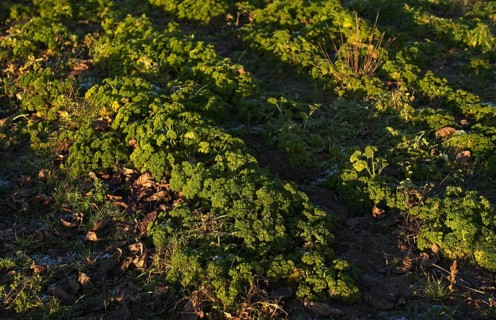 Agriculture cultivation of parsley in the field, winter field, vegetables, agriculture,