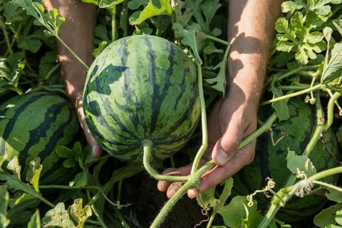 Melons, harvest, watermelon, near Bad Krozingen, Markgräflerland, Breisgau, Black Forest, Germany,