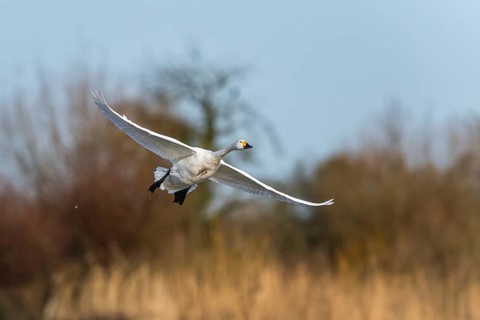 Tundra Swan, Bewick's Swan, Cygnus columbianus in flight at winter in Slimbridge, England, United