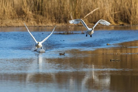 Tundra Swan, Bewick's Swan, Cygnus columbianus in flight at winter in Slimbridge, England, United