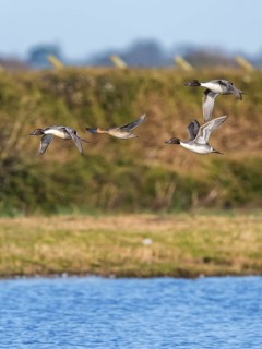 Northern Pintail, Anas acuta, birds in flight over winter marshes