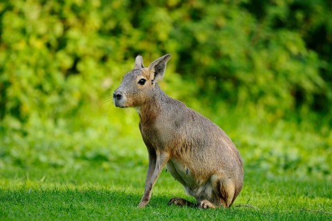 A mara sits in a meadow with a lush green background, Patagonian Mara (Dolichotis patagonum),