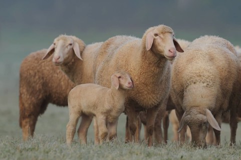 Lamb standing next to adult sheep on a green pasture, domestic sheep (Ovis orientalis aries),
