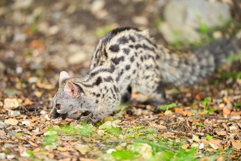 Common genet (Genetta genetta), wildlife in a forest, Montseny National Park, Catalonia, Spain,