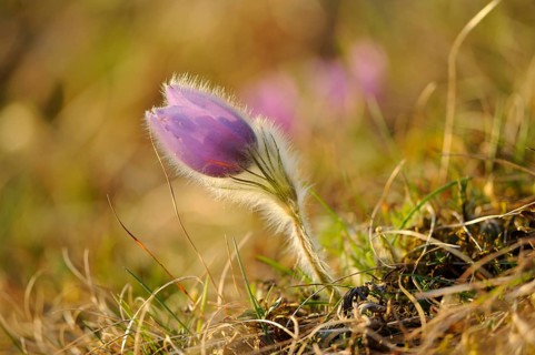 Purple plant shining in bright natural light in a field, Pasque flower (Pulsatilla vulgaris), Upper