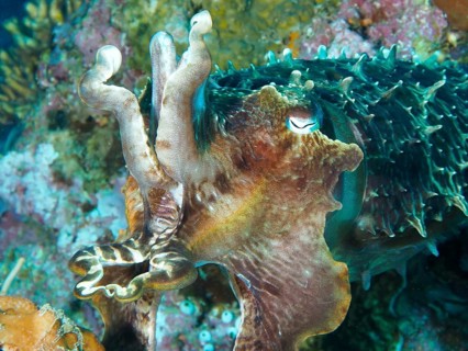 Close-up of a colourful broad-armed sepia (Sepia latimanus) in a coral-rich environment, dive site