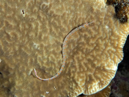 A black-breasted sea needle (Corythoichthys nigripectus) lying well camouflaged on a coral, dive