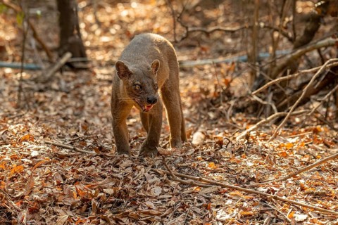 Fossa (Cryptoprocta ferrox) in the dry forests of the Kirindy Forest, Menabe region, West