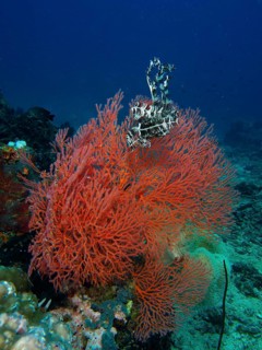 Red knot fan (Melithaea ochracea) with feather star in the ocean, diversity of the underwater