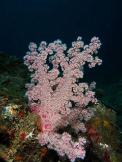 Pink tree coral (Dendronephthya) under dark blue water, dive site Spice Reef, Penyapangan, Bali,