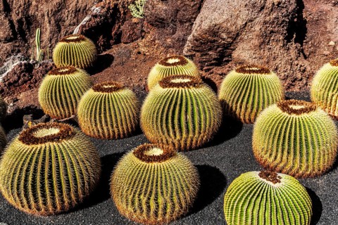 2016, Guatiza, Lanzarote, Jardin de Cactus by Cesar Manrique, ESP, Spain, Canary Islands, Canary