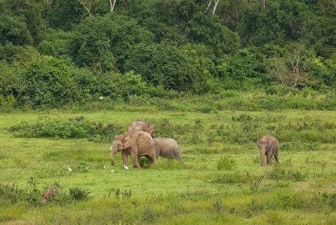Indian elephants (Elephas maximus indicus), Khiri Khan, Hua Hin, Kui Buri National Park, Thailand,