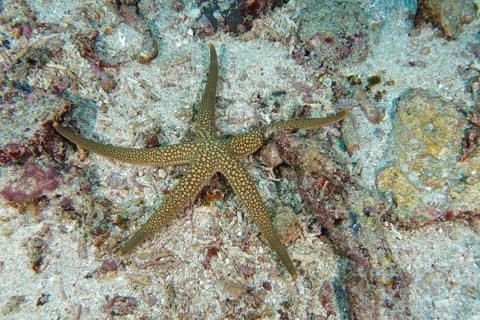New Caledonia starfish, yellow net starfish (Nardoa novaecaledoniae), starfish, on sandy ground