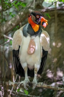 King vulture (Sarcoramphus papa), Aviario Nacional de Colombia, Via Baru, Province of Cartagena,