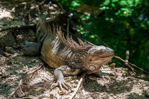 Green iguana (Iguana iguana), Aviario Nacional de Colombia, Via Baru, Province of Cartagena,