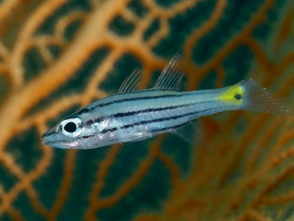 A striped fish with a yellow tail, five-line cardinalfish (Cheilodipterus quinquelineatus), in