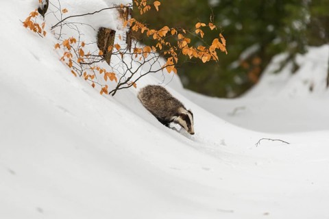 One young European badger (Meles meles) walking through a ravine in deep snow