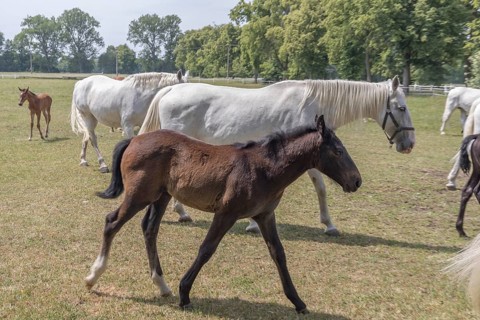 Kladruber horse, mare with foal, National Stud Farm Kladruby nad Labem