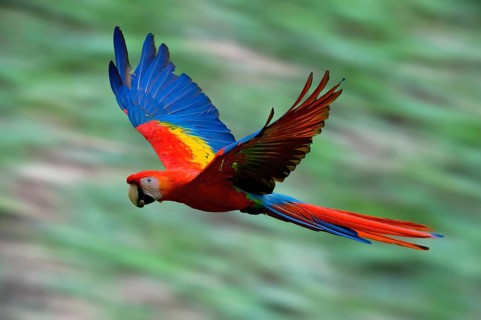 Flying Hybrid Scarlet x Great Green Macaw (Ara macao x militaris), Costa Rica, Central America