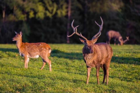 One male and one female Dybowsky deer (Cervus nippon hortulorum) stand on a green meadow. First