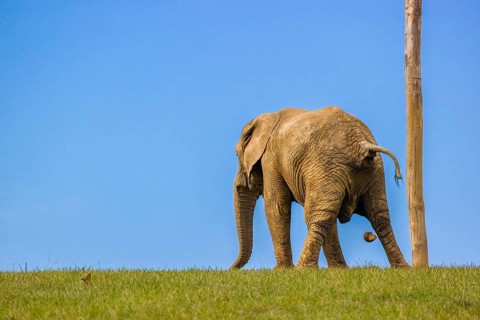 An adult female African elephant (Loxodonta africana) stands on a meadow and defecates