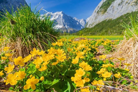 Caltha palustris, marsh-marigold or kingcup growing at the Nature conservancy area Grosser