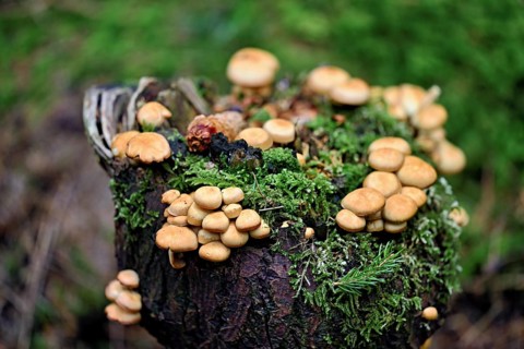 Cane sponges (Kuehneromyces), on dead wood, Switzerland, Europe