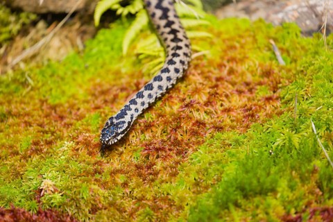 One Vipera berus, the common European adder or common European viper, creeps over moss and rocks