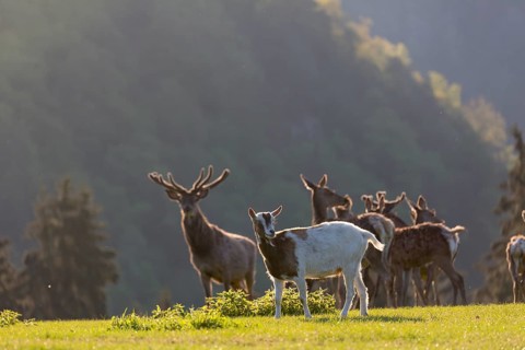 Group of Red Deer, Cervus elaphus, early morning, backlight with a goat accompanying the herd