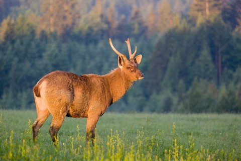 A Sambar stag (Rusa unicolor), stands on a meadow in first morning light