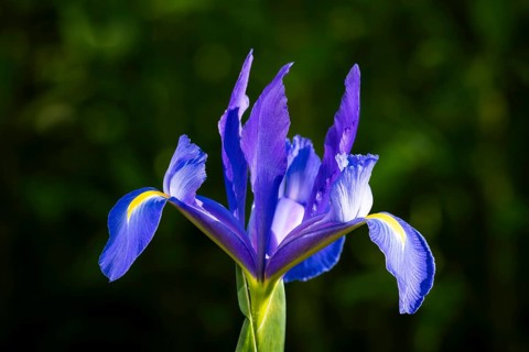 Blue-flowering iris in the garden, flower with yellow background. Single blossom, cropped in front