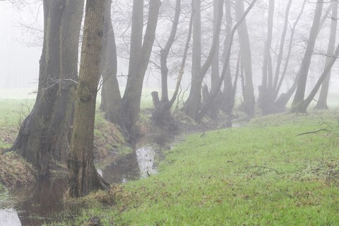 Alders (Alnus glutinosa) in the fog, Emsland, Lower Saxony, Germany, Europe