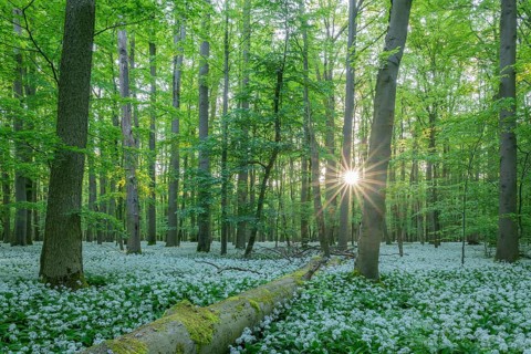 Near-natural deciduous forest with flowering wild garlic (Allium ursinum), sun star, Hainich