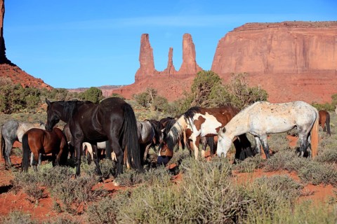 Mustang, (Equus caballus), horses, group, herd, Monument Valley, Utah, USA, North America