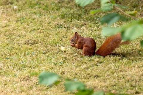 Eurasian squirrel (Sciurus vulgaris) eating a hazelnut, hazel (Corylus avellana), in a meadow under