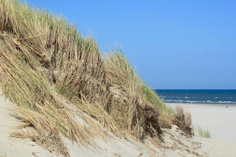 High dune with marram grass (Ammophila arenaria), North Sea, Juist, East Frisian Islands, Lower