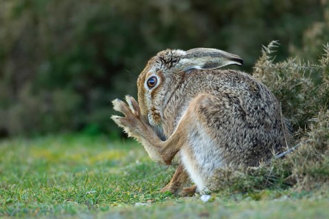 European brown hare (Lepus europaeus) adult animal washing its foot in grassland, England, United