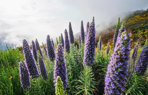 Madeira landscape with Pride of Madeira flowers and blooming Cytisus shrubs and mountains in clouds