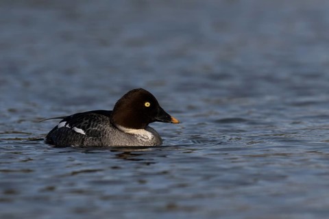 Common goldeneye (Bucephala clangula), Sweden, Europe
